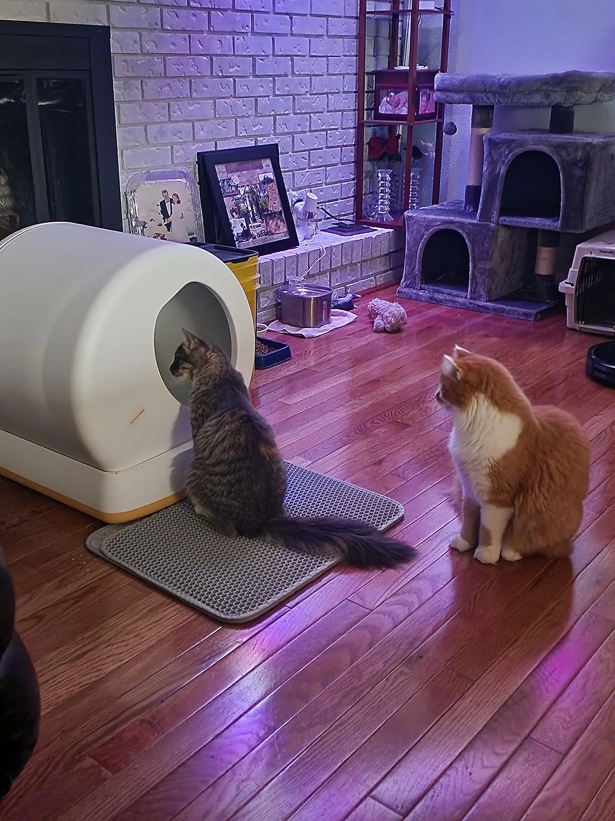 Self Cleaning Automatic Cat Litter Box